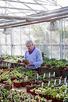 Owner Clive Groves working in the nursery