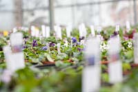 Mixed Violas in nursery greenhouse