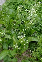 Armoracia rusticana - Horseradish with flowers