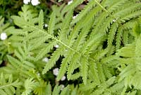 Tanacetum vulgare - Common Tansy