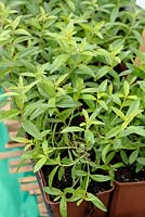 Aloysia triphylla syn. Lippia citriodora - Lemon Verbena seedlings