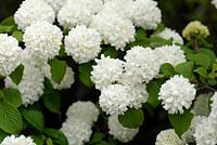 Viburnum plicatum 'Rosace' - Snowball Bush