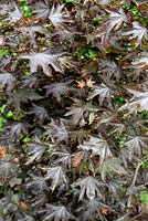 Acer pseudoplatanus 'Purpurascens' - Purple Sycomore Maple