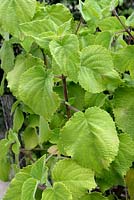 Tetradenia riparia - Iboza or Ginger Bush