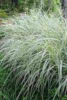 Phalaris arundinacea 'Picta' - Ribbon Grass