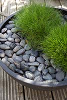Festuca gautieri in dark stone bowl, with pebbles acting as mulch, on a wooden deck.