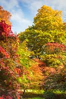 Autumn colour comprising Acer palmatum 'Aka Shigitatsu Sawa', Acer palmatum 'Beni-kagami', Acer palmatum 'Elegans', Acer palmatum 'Nicholsonii' - Japanese Maple, Westonbirt Arboretum