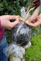 Air layering a Nerium oleander - Step 3 - closing bag with raffia