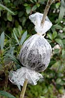 Air layering a Nerium oleander - Bag with water drops