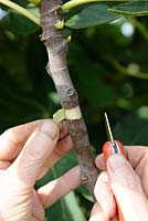 Air layering a Fig tree - Step 1 - removing a piece of bark around the branch with a grafter
