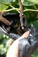 Air layering a Fig tree - Step 2 - filling bag with soil