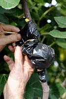 Air layering a Fig tree - Step 3 - closing bag with raffia
