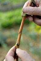 Splice grafting of Grape Vine by joining two stems