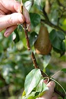 Splice grafting of Pear tree by joining two stems