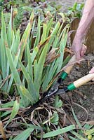 Dividing Iris germanica - step 1 - cutting the foliage