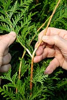 Taking heel cuttings from Thuja occidentalis by pulling off a side shoot