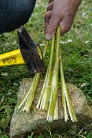 Making willow water a method to extract rooting hormones - step 1 - crushing the branches