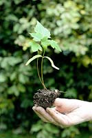 Acer - Man holding a Maple naturally germinated