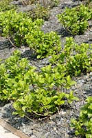 Hydrangea macrophylla - Hortensia shrub in spring with slate mulching
