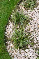 Carex morrowii 'Ice Dance' growing amongst pebbles bed