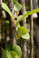 Actinidia chinensis - Young shoot of Kiwi fruit climbing on cane in spring