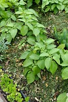 Solanum tuberosum - Earthed up Potatoes mulched with grass clippings