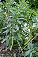 Vicia faba - Broad Beans with canes as plant support