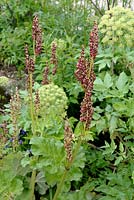 Rhubarb with Garden Angelica seedheads