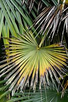 Trachycarpus fortunei - Palm tree showing signs of sunburn
