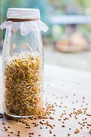 Sprouted Fenugreek seeds in glass jar with loose seeds on table. 
