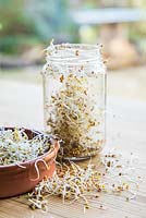 Glass jar and terracotta dish containing Sprouted Alfalfa seeds, with loose seeds scattered on table.