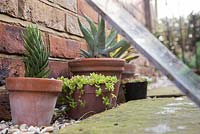 Protecting Succulents from harsh weather conditions with Perspex (methyl methacrylate)