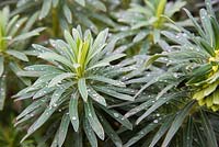 Euphorbia characias subsp. wulfenii with waterdrops