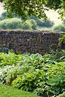 Stone wall at boundary of garden behind shady border of hostas 