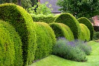 Long topiary yew hedge with lavender