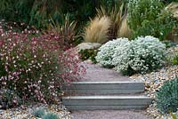 Late summer Dry garden with path steps and planting of Gaura 'Siskiyou Pink'