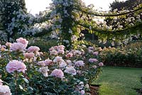 Formal rose garden in July. Regents Park, London. 
 