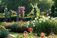 Queen Mary's Rose garden. Regent's Park, London