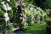 Queen Mary's Rose garden. Regent's Park, London
