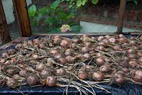 Shallot 'Mikor', drying on greenhouse bench