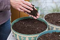 Growing Pea 'Onward', Baby Leaf Salad and Kale 'Nero Di Toscana' in containers. Adding top soil.