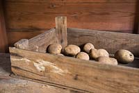 Chitting Potato 'Premiere' in wooden tray
