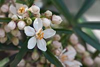 Choisya x dewitteana 'Aztec Pearl', commonly called Mexican orange blossom