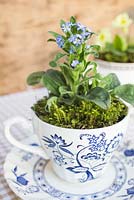 Decorative tea cup display planted with Myosotis - Forget-me-not and Primula vulgaris