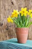 Display of Narcissus 'Tete-a-tete' against wooden backdrop