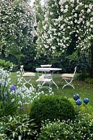 white table and chairs, Campanula persicifolia, Rosa 'Bobbie James' in tree
