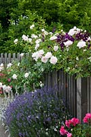 Wooden fence, Rosa 'New Dawn', Clematis viticella, Stachys byzantina, Lavandula angustifolia