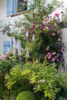 Border in front of house with blue window shutters. Plants include Rosa 'Louise Odier', Rosa borbonica, Delphinium, Clematis viticella 'Etoile Violette', Rosa 'Lavinia'