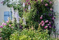 Border in front of house with blue window shutters. Plants include Rosa 'Louise Odier', Rosa borbonica, Delphinium, Clematis viticella 'Etoile Violette', Rosa 'Lavinia'
