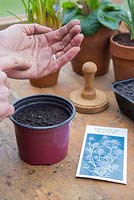 Sowing Eryngium planum 'Blue Hobbit' seeds